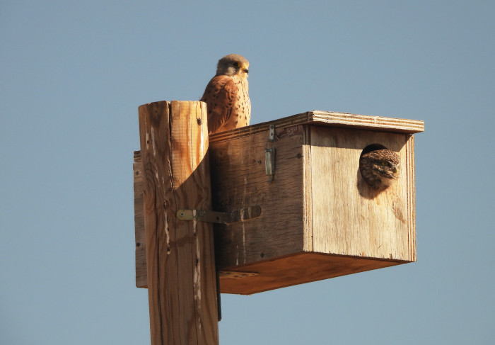 Un cernícalo vulgar y un mochuelo, dos de las especies a las que favorece el proyecto de control biológico de GREFA, coinciden en una misma caja-nido. Foto: Tatavasco)