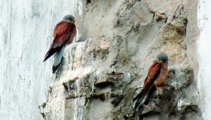 Dos machos de primilla se solean en una de las zonas de posaderos en “La Biblioteca”, en Córdoba. Foto: José María Ayala/GREFA.