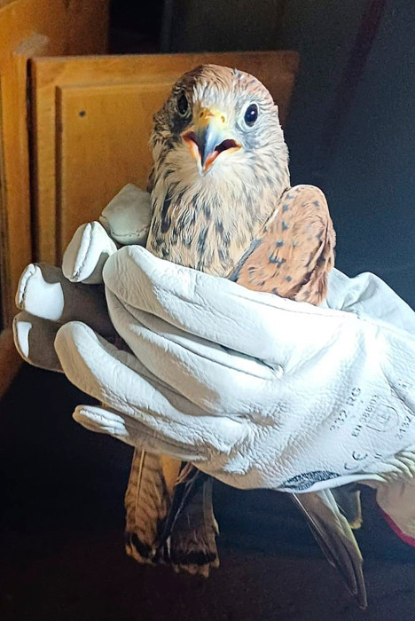 La nueva inquilina procedente del zoo de Ámsterdam, en el momento de introducirla en el cajón de hacking, previamente a la liberación en la instalación del Centro de Conservación Zoo de Córdoba. Foto: Julia Ruiz Laguna.