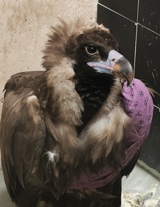 Buitre negro en tratamiento en el hospital de fauna de GREFA gracias a la colaboración de bioMérieux.
