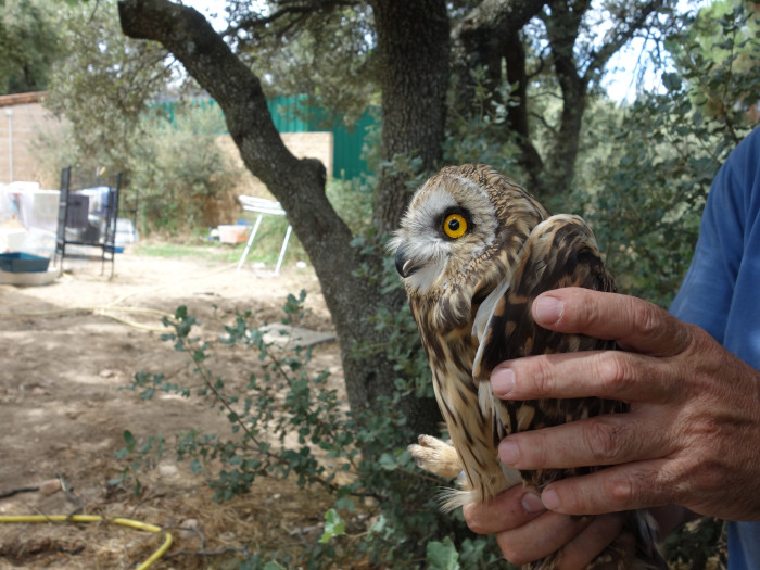 Búho campestre del centro "Naturaleza Viva", a punto de someterse a una revisión veterinaria.