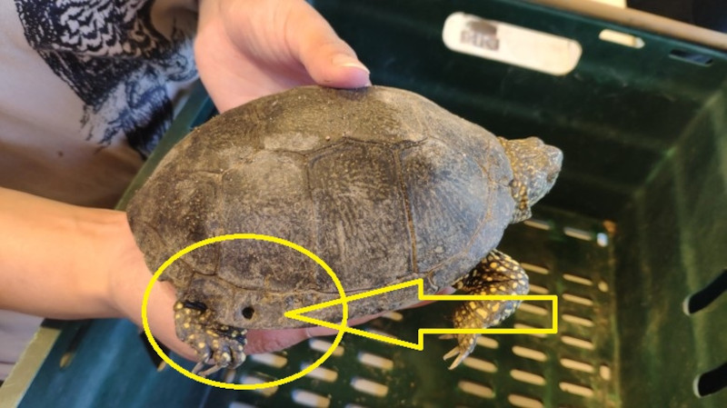 Galápago europeo "Kunta", en la que se aprecia el agujero taladrado en las placas externas de su caparazón con el fin de mantenerlo encadenado.