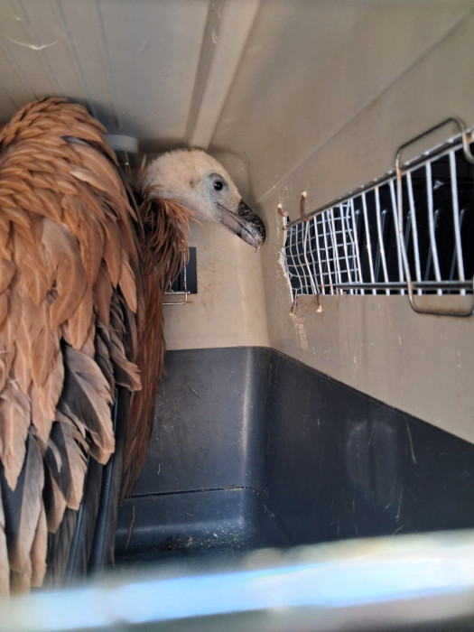 Una vez capturado, nuestro Equipo de Rescate trasladó al buitre leonado hasta las instalaciones de GREFA.