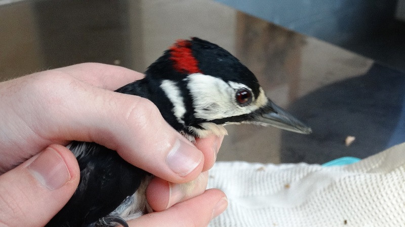 Este pico picapinos que pasó por GREFA es uno de los miles de animales que atendemos y se benefician de las donaciones de Teaming.