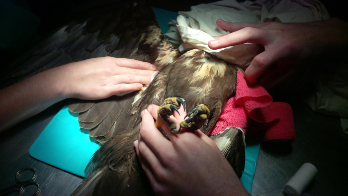 Las aportaciones en Teaming nos ayudan a sufragar gastos de medicamentos, alimentación y tratamientos como este vendaje a un aguilucho lagunero con una fractura ósea.