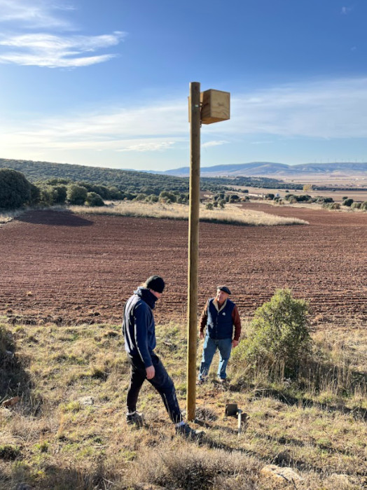 Caja nido para cernícalo vulgar colocada por GREFA en el municipio soriano de Valdegueña.