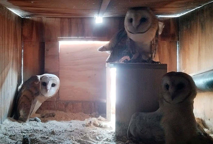 Lechuzas comunes en su cajón de "hacking". Foto: José María Ayala.