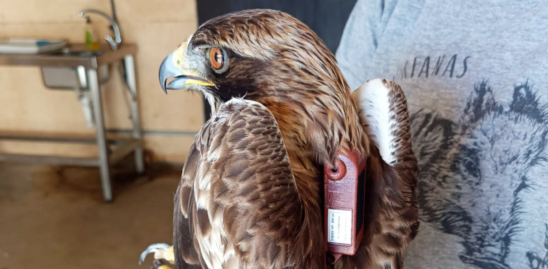 El águila calzada "Fénix", con el emisor GPS en su espalda antes de su liberación en 2024.