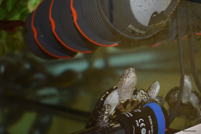 Dos crías de galápago europeo mantenidas en el ‘Galapagario’ de GREFA y destinadas a su liberación en el medio natural en el futuro.