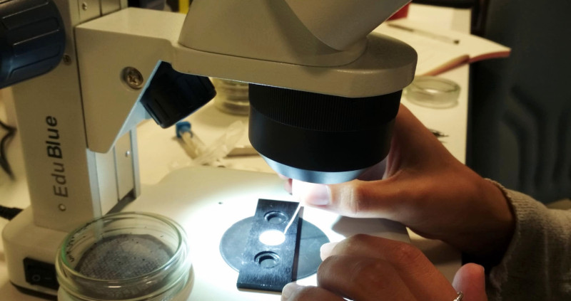 Colocación de muestras para el estudio de microplásticos con un microscopio acoplado a un espectómetro FTIR.