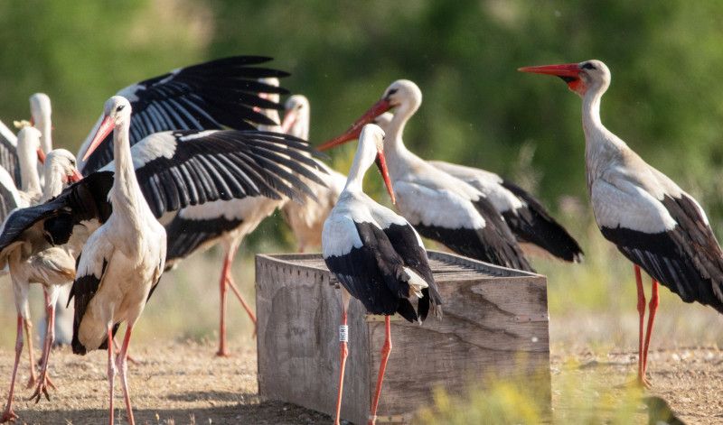 Cigüeñas alrededor de un comedero selectivo durante el periodo de contratación de GREFA por la Mancomunidad del Este.