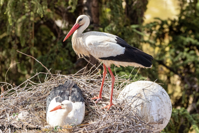 Pareja de cigüeñas perteneciente a la población de la especie en Alcalá de Henares (Madrid).