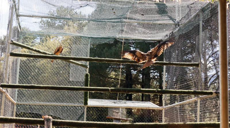 Dos milanos reales se disponen a salir de la "jaula hacking" donde permanecían 19 de los ejemplares liberados hoy en Cazorla.