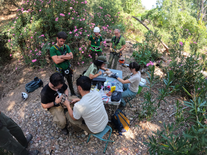 Operativo para el marcaje con GPS de pollos de milano real nacidos en el medio natural de la provincia de Jaén durante la temporada reproductora de 2025. 