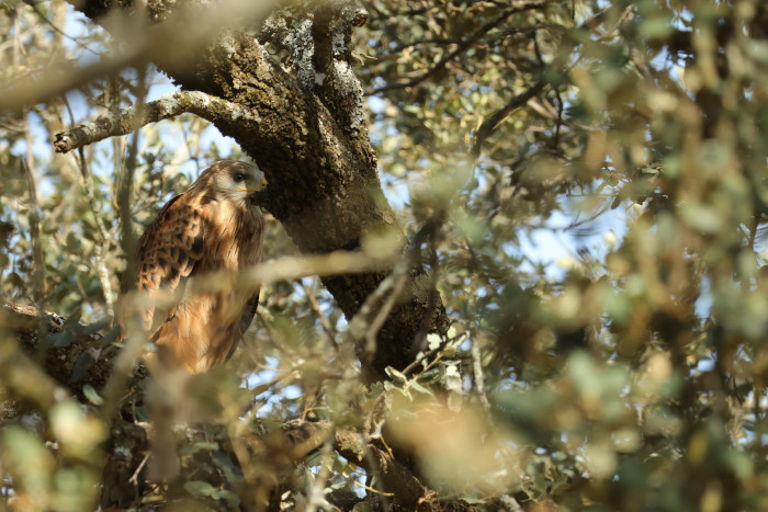 Milano real nacido en 2025 en la provincia de Jaén, tras abandonar el nido.