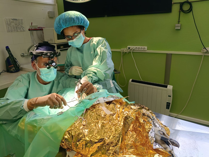 Veterinarios de GREFA operan al buitre leonado para extraerle el alambre.