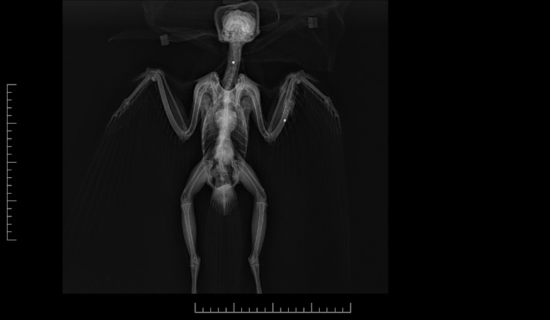 Radiografía del halcón peregrino ingresado en la que se pueden apreciar los perdigones en su ala izquierda y cuello.