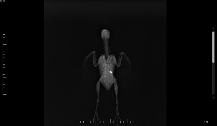 En esta radiografía se aprecian los perdigones recibidos por el estornino negro atendido en GREFA.