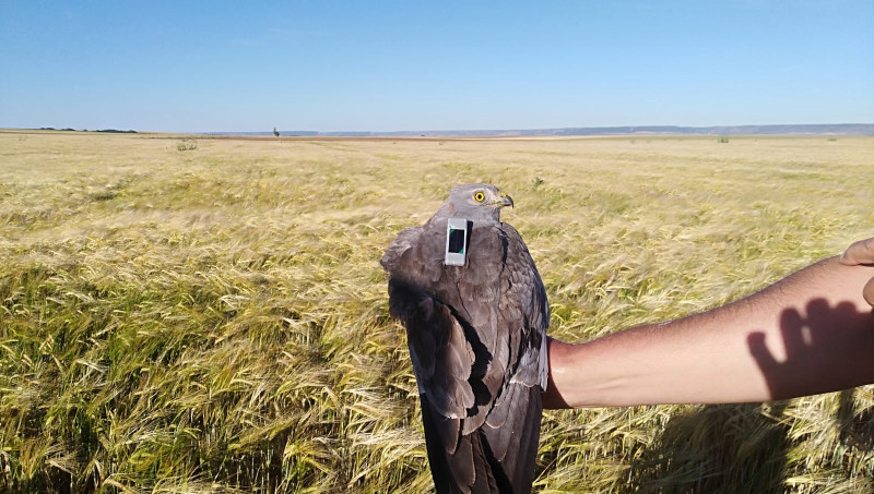 Macho de aguilucho cenizo con un emisor GPS antes de emprender su migración postnupcial a África.