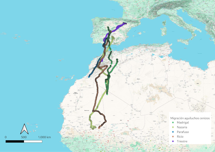 Itinerario seguido hasta África en 2025 por los aguiluchos cenizos equipados con GPS.