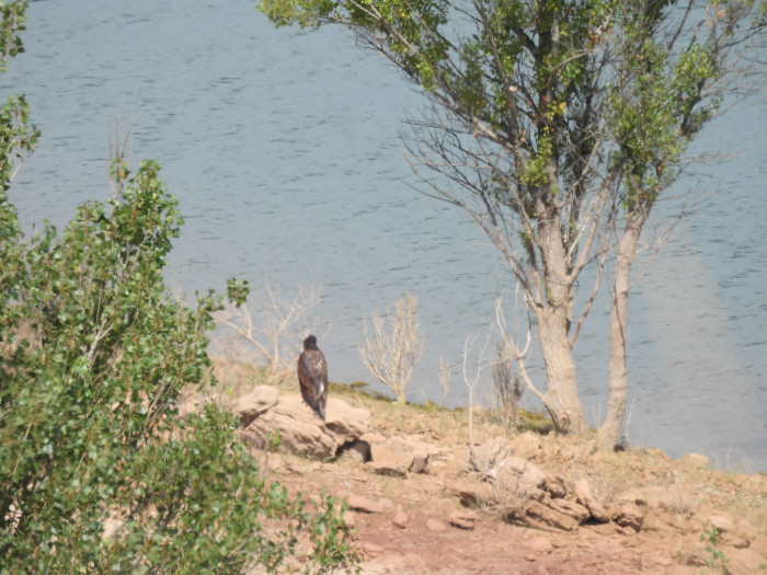 El pollo de pigargo descansa en el suelo tras abandonar el nido.