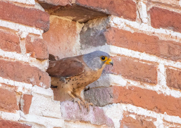 Macho de cernícalo primilla en un mechinal del muro donde nidifica. Foto: Miguel Garcés/GREFA.