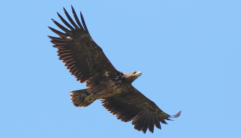 El pigargo "Pechón" sobrevuela la ría de Tina Mayor (Asturias-Cantrabria) en mayo de 2022, tres meses antes de morir ahogado en un depósito de agua.