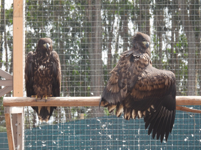 Los pigargos "Papón" y "Valkiria" durante la fase en la que permanecieron en el jaulón de aclimatación de Pimiango (Asturias) antes de su liberación. El primero, macho, sigue vivo, pero la segunda, hembra, murió a causa de un envenenamiento.