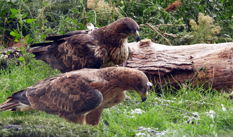 Una de las parejas de águila de Bonelli formadas gracias a las liberaciones de ejemplares en Aragón.