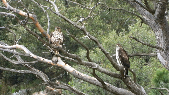 Pareja formada gracias a las liberaciones de águilas de Bonelli coordinadas por GREFA.