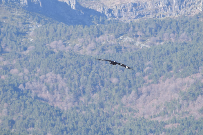 Un buitre negro marcado con plumas decoloradas sobrevuela un sector de la Sierra de la Demanda.
