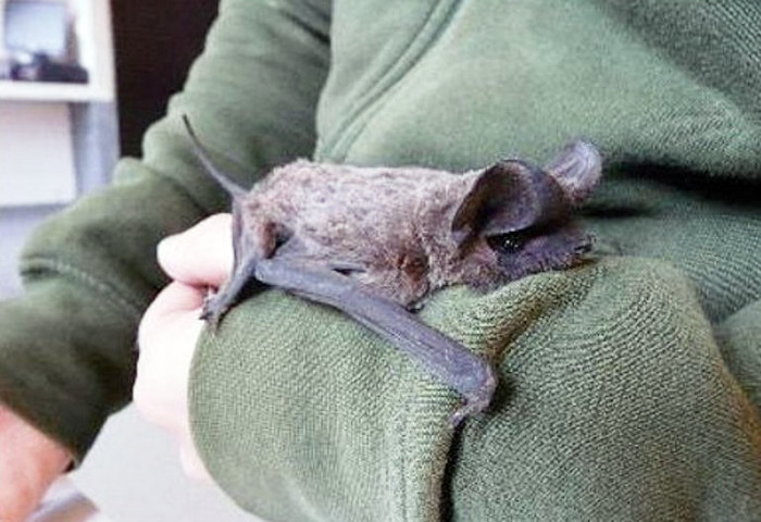 Murciélago rabudo recogido por un particular y trasladado al Hospital de Fauna Salvaje de GREFA.