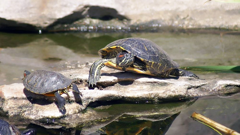 Dos tortugas de Florida se solean en una roca. Foto: David J. Stang / Wikicommons.
