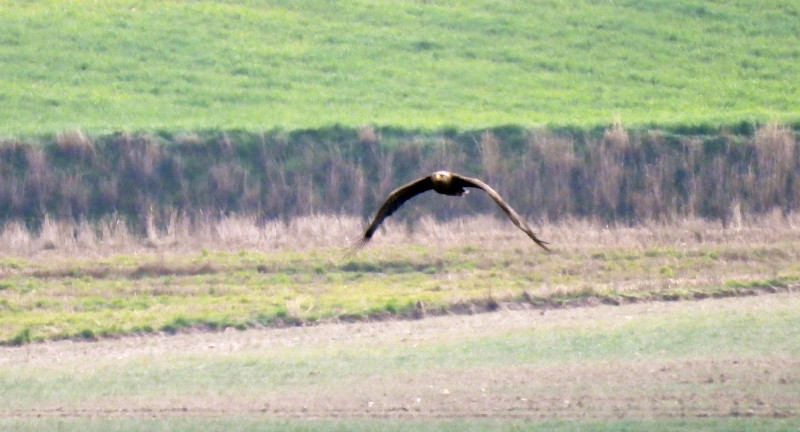 Adulto de pigargo europeo fotografiada en la laguna de El Oso, en la provincia de Ávila, a principios de marzo. Foto: Víctor Alonso.