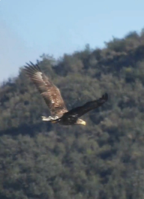 La hembra de pigargo europeo "Moselle", nacida en cautividad en Francia en 2013, sobrevuela un bosque mediterráneo de la provincia de Huelva. Foto: Javier Vázquez. 