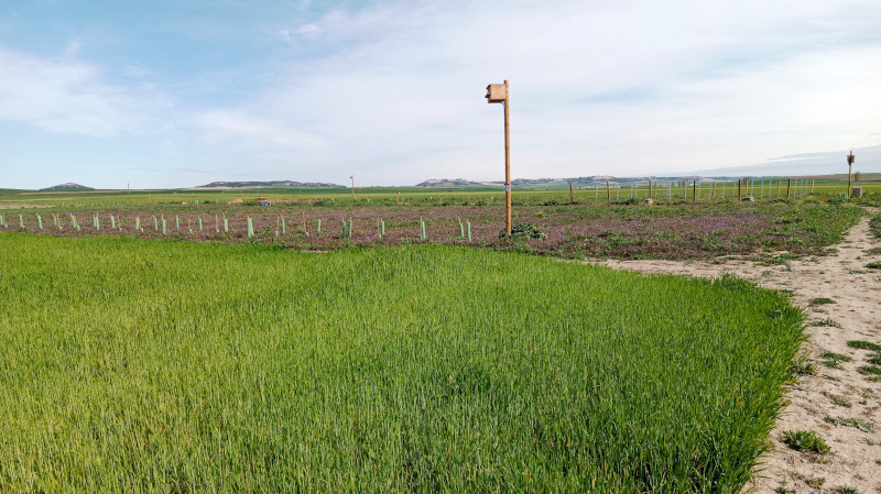 Sector de la parcela "Las Pozas", en Villalar de los Comuneros (Valladolid), que ha sido declarada Reserva Entomológica.
