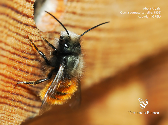 Abeja albañil (Osmia cornuta), una de las especies polinizadoras detectadas en la nueva reserva entomológica de "Las Pozas".