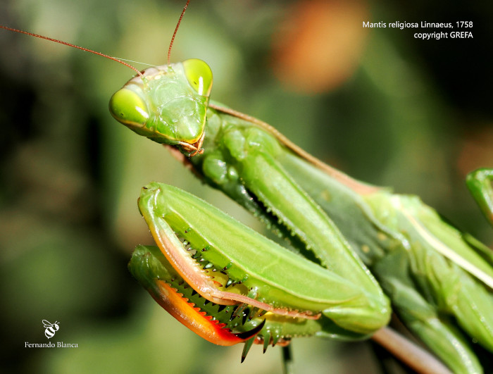 Mantis religiosa fotografiada en "Las Pozas". Esta especie tiene una importante función como controladora biológica.