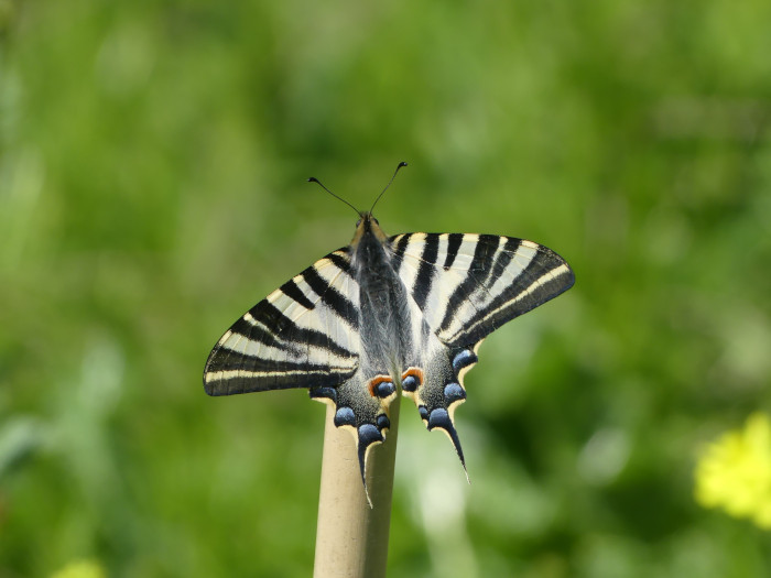 Mariposa Iphiclides feisthamelii, uno de los insectos que habitan en la parcela demostrativa “Las Pozas” que gestiona GREFA en Villalar de los Comuneros.
