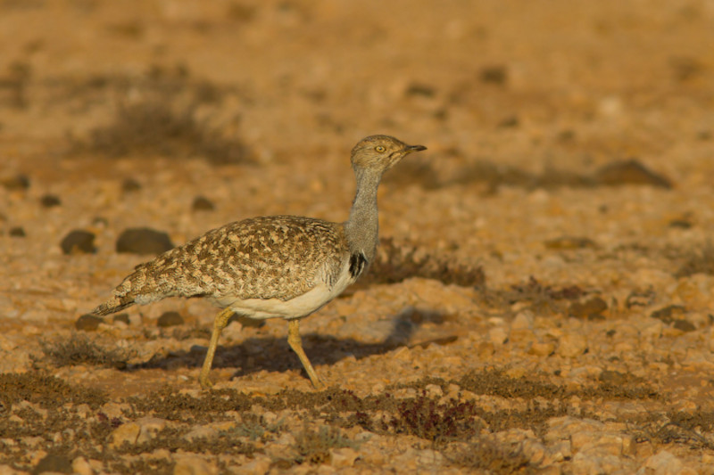 La hubara canaria es una subespecie endémica del archipiélago que se encuentra en peligro de extinción.