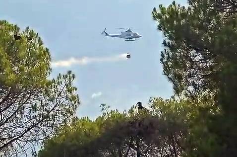 Nido de buitre negro con su ocupante mientras en segundo término un helicóptero descarga agua sobre el fuego. Foto: Agentes Forestales de la Comunidad de Madrid.