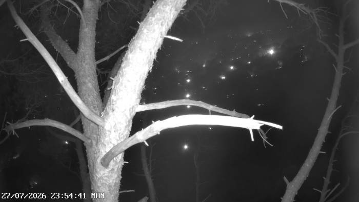 Decenas de focos de fuego vistos desde una de las cámaras que tenemos instaladas en nidos de especies amenazadas en la Sierra Oeste de Madrid.