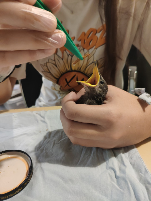 Un alumno del campus juvenil alimentando a un  pollito huérfano.