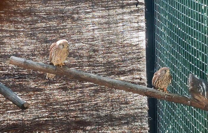 Dos de los ejemplares reproductores del proyecto en el que Grefa colabora con el Centro de Conservación Zoo de Córdoba. Foto Luis Jiménez / GREFA