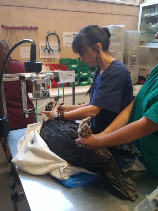 Nuestras veterinarias con uno de los buitres heridos