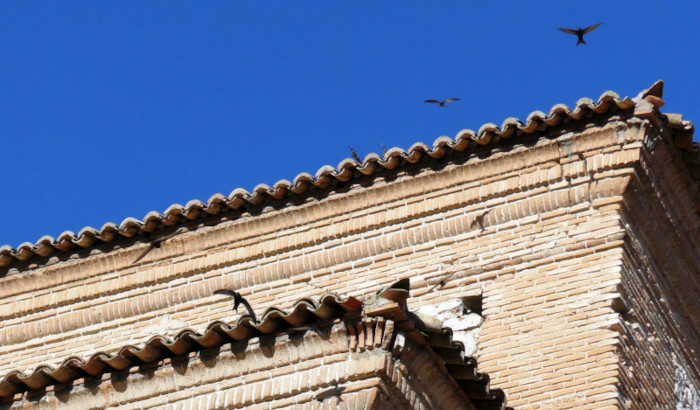 Vencejos entran y salen en nidos instalados en bocatejas ventiladas en la Ermita del Rosario de Chinchón (Madrid).