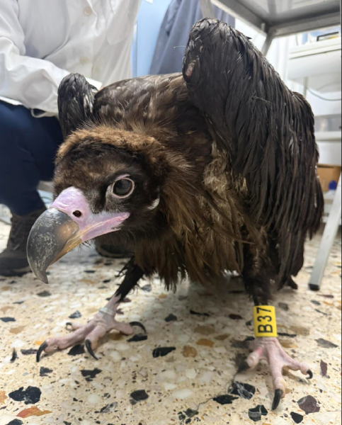 Buitre negro criado en cautividad en GREFA, liberado en los Ródopes orientales y posteriormente rescatado en Grecia. Foto: Anima (Animal Action Greece).