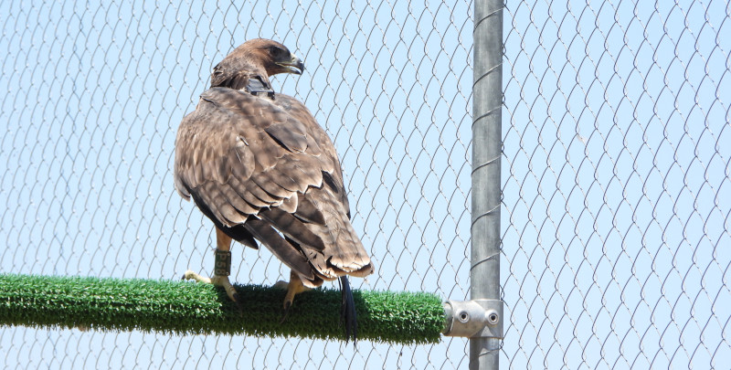 Águila de Bonelli marcada con emisor introducida en 2025 en una "jaula hacking" de la Comunidad de Madrid.