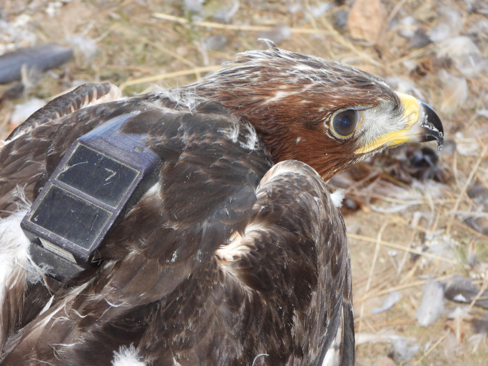 Primer plano de un águila de Bonelli joven en el que se aprecia el emisor GPS que porta.