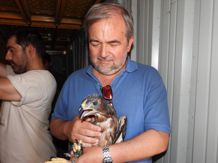 Roberto Arranz, delegado de Redeia en la Zona Centro, sujeta a una joven águila de Bonelli instantes antes de ser introducida en la "jaula hacking".